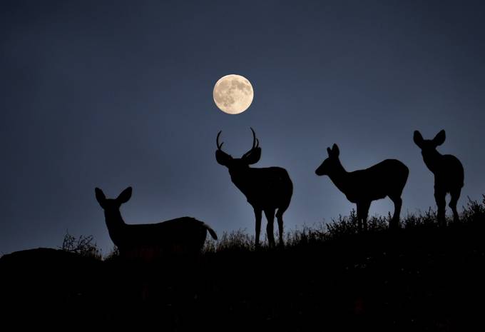 تنظیمات منو دوربین و لنز مناسب برای تصویربرداری در شب