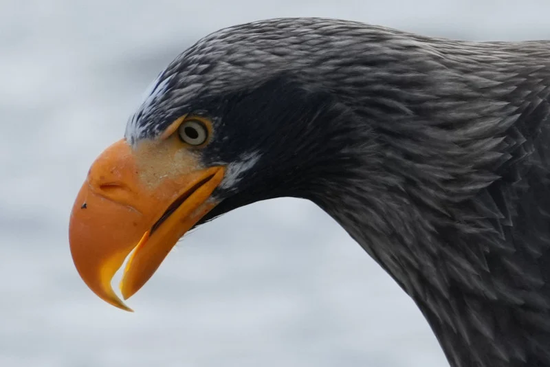 معرفی انواع دوربین های فول فریم سونی