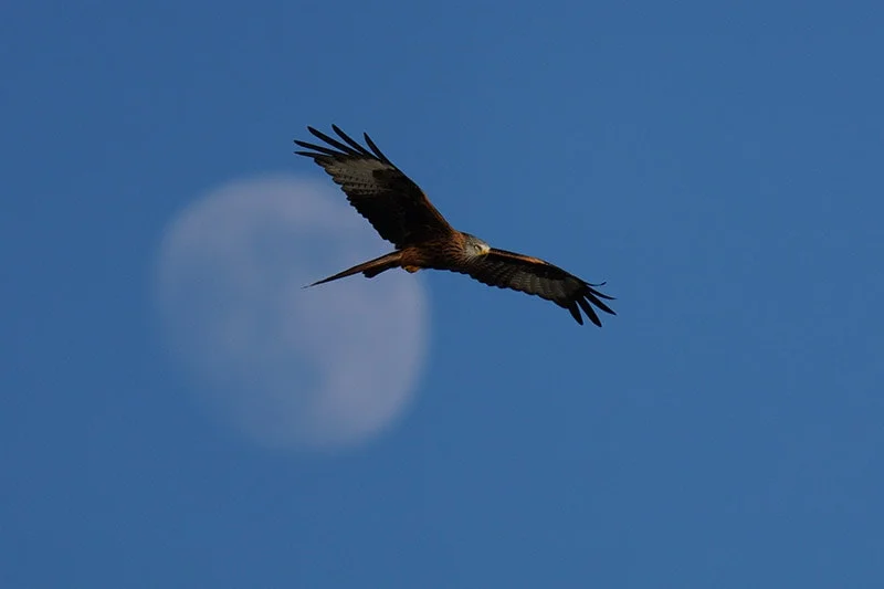 مقایسه دوربین Sony Alpha A7R III با Sony Alpha A7R IV