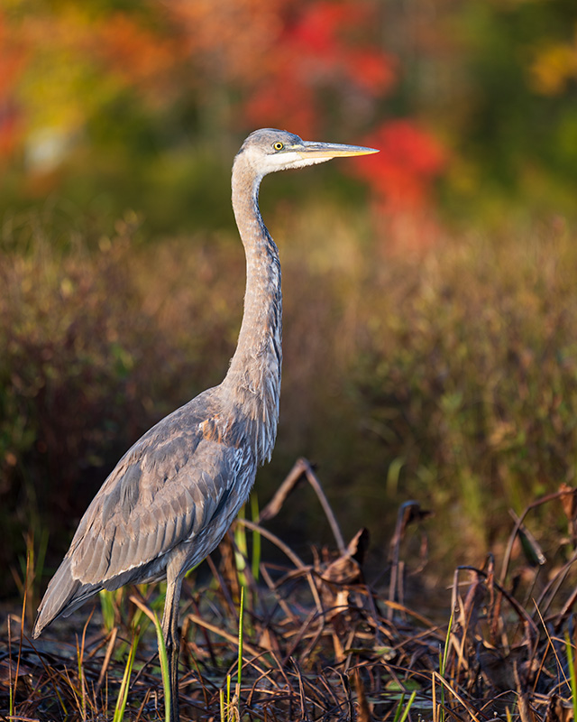 مقایسه لنز Sony FE 70_200mm F4 با Sony FE 70_200mm f\2.8 gm