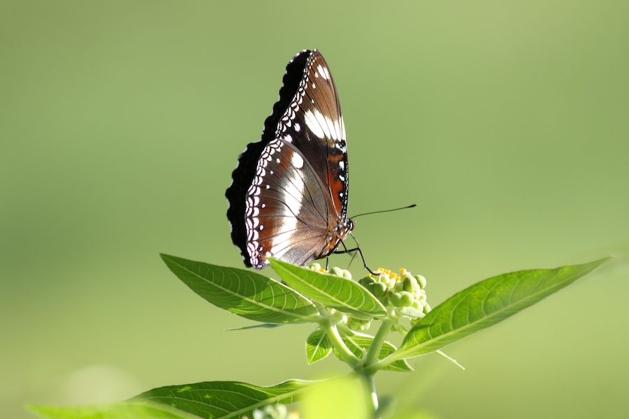 تفاوت لنزهای پرایم با لنزهای زوم